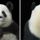 Illustration for article titled Tim Flachs intimate animal portraits reveal natures human side